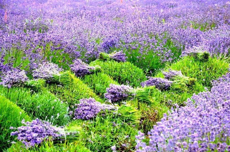 Bed and Breakfast Zielone Zacisze Murzynowo Koscielne Экстерьер фото