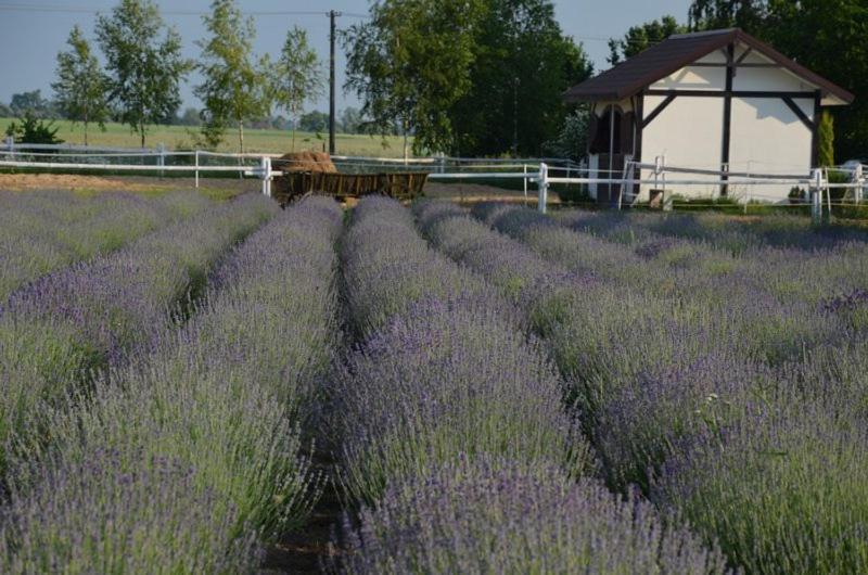 Bed and Breakfast Zielone Zacisze Murzynowo Koscielne Экстерьер фото